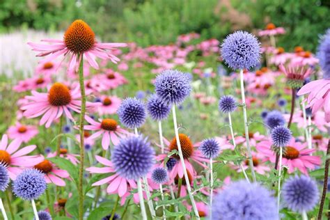 Are Balloon Flowers Deer Resistant? Exploring the Intricacies of Garden Defense and Floral Mystique