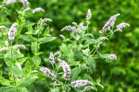 Are Mint Flowers Edible? Exploring the Culinary and Medicinal Potential of Mint Blooms