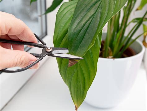 Can You Cut Off Brown Peace Lily Flowers? Exploring the Mysteries of Plant Care and Beyond