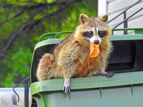 Do Raccoons Eat Flowers? And Why Do They Prefer Midnight Snacks?