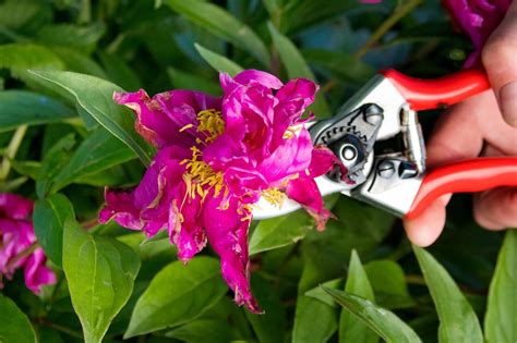 Does Cutting Peonies Encourage More Flowers? Exploring the Myth and Reality of Pruning Practices