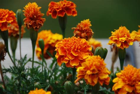 How Do People Use Flowers for Diwali? And Why Do Marigolds Always Steal the Spotlight?