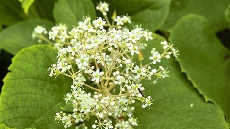 What Do Flowers Do for a Plant? And Why Do They Smell Like Forgotten Dreams?