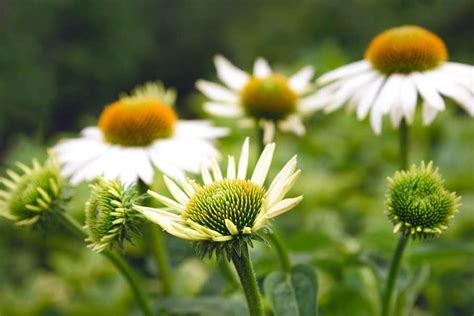 When Do Cone Flowers Bloom: A Symphony of Seasons and Whimsy