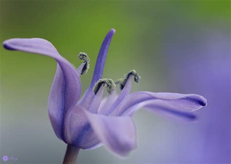 When Do Flowers Die: Exploring the Ephemeral Beauty and Eternal Questions